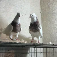 طوقی|پرنده|آبادان, |دیوار