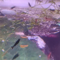 شریمپ|ماهی|اردبیل, |دیوار