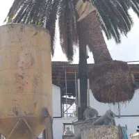 نخل فونیکس پالم|خدمات باغبانی و درختکاری|شلمان, |دیوار