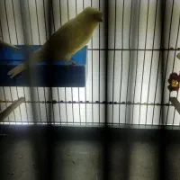 قناری ماده کاکولی