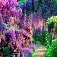 فروش زمین باغی ملوسجان