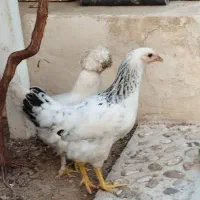 مرغ لهستانی|حیوانات مزرعه|شیراز, قلات|دیوار