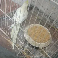 عروس مولد|پرنده|سراوان, |دیوار