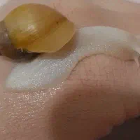 حلزون سرحال