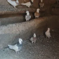 کبوتر