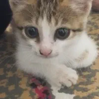 بچه گربه دست اموز