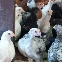 فروش جوجه محلی ودورگ