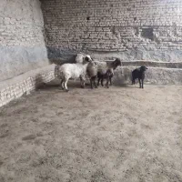 دو عدد میش جوان زایده سالم بشرط