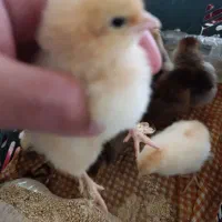 جوجه برهما و جوجه محلی کرچ شو
