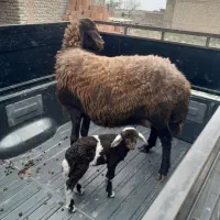 گوسفند بره دار