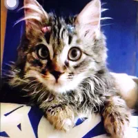 واگذاری گربه رایگان|گربه|تهران, بیسیم|دیوار