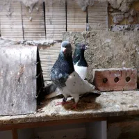 کله سبز|پرنده|بستان آباد, |دیوار