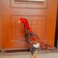 تخم لاری اوشامو نسفه دار