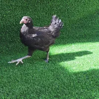 مرغ و خروس نیمچه نژاد اصل استرالوپ|حیوانات مزرعه|کرمانشاه, |دیوار