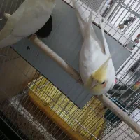 ی جفت مولد ب شرط تخم و نطفه و جوجه