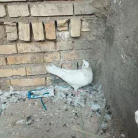 ۴دونه کبوتر|پرنده|شوشتر, |دیوار