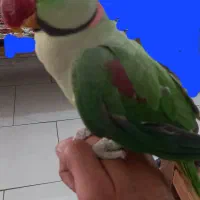 گمشده با دیدن ویا تحویل مژدگانی دریافت کنید