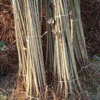 نهال سهند بهترین ارائه دهنده ی نهال در منطقه|خدمات باغبانی و درختکاری|شهریار, شهریار|دیوار