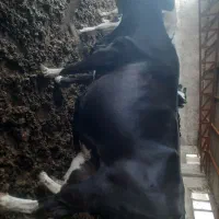 برای عید قربان جوانه گاو نر