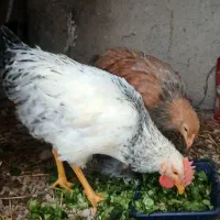 خروس