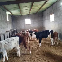 11راس سمینتال درجه یک|حیوانات مزرعه|رامند, |دیوار