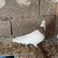 کفتر سرور بهبهانی|پرنده|شیراز, سعدیه شمالی|دیوار