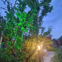 باغچه|فروش زمین و ملک کلنگی|شهریار, بکه|دیوار