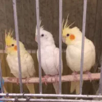 عروس هلندی نر و ماده