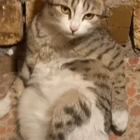 واگذاری گربه ۸ ماهه ماده