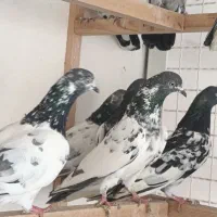 کبوتر ساعت سنگین|پرنده|رشت, تازه آباد|دیوار