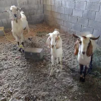 نسل سه دنگی|حیوانات مزرعه|توکهور, |دیوار