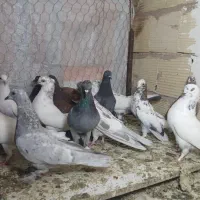 کبوتر  دوکت و یکجا یی