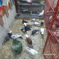 کته رنگی|پرنده|اهواز, ۲۰۰۰واحدی|دیوار