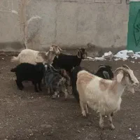 بز ننه بالاجوان|حیوانات مزرعه|اردبیل, |دیوار