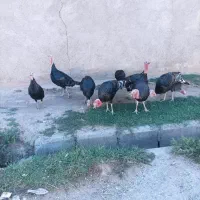 بوقلمون محلی اورگانیک