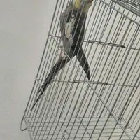 عروس هلندی نر|پرنده|تهران, شمیران‌نو|دیوار