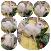 خرگوش چشم شرابی