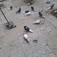 کبوتر