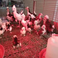 تعدادی جوجه گلین به فروش میرسد