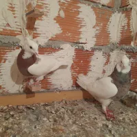 طوقی و سفید