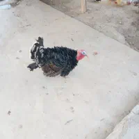 بوقلمون|پرنده|خوی, |دیوار