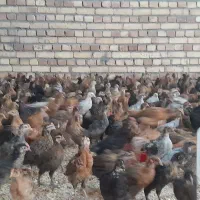 جوجه محلی