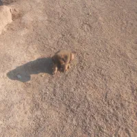 واگذاری توله سگ|سگ|یزد, |دیوار