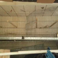 قفس بزرگ عروس هلندی