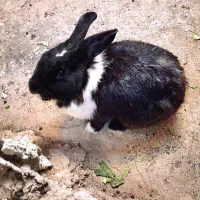 خرگوش بازیگوش