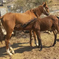 مادیان با کره