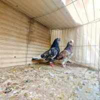 مایه کفترهای بعدازظهری کاشان|پرنده|کاشان, میدانگاه آقا|دیوار