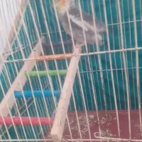 عروس هلندی