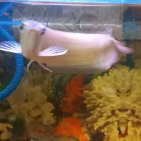 آراوانا سیلور سایز بزرگ