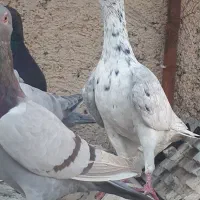 طوقی
